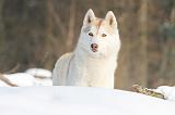 SIBERIAN HUSKY 181